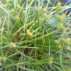Carex Lurida